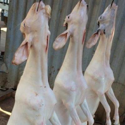 DÊ NGUYÊN CON TƯƠI ( NGUYÊN CON CÓ ĐẦU CHÂN)