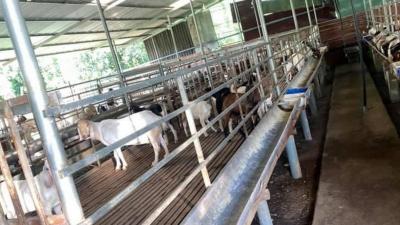 Mua thịt dê tươi uy tín ở đâu