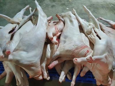 Thịt dê tươi bao nhiêu tiền 1kg